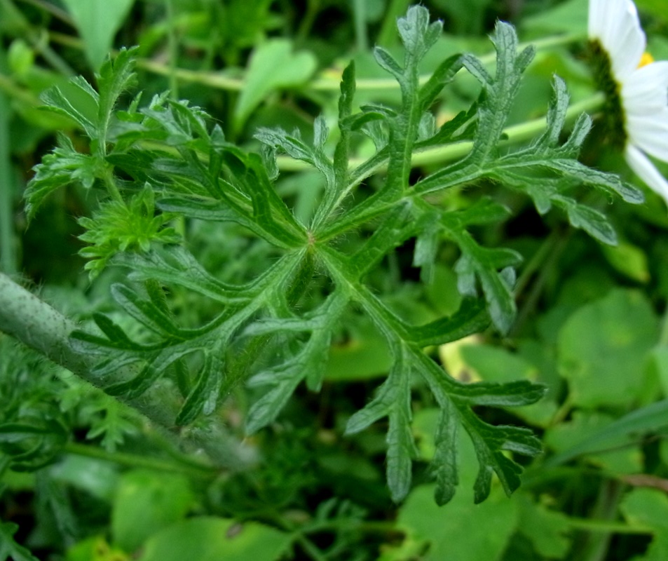 Image of Malva moschata specimen.