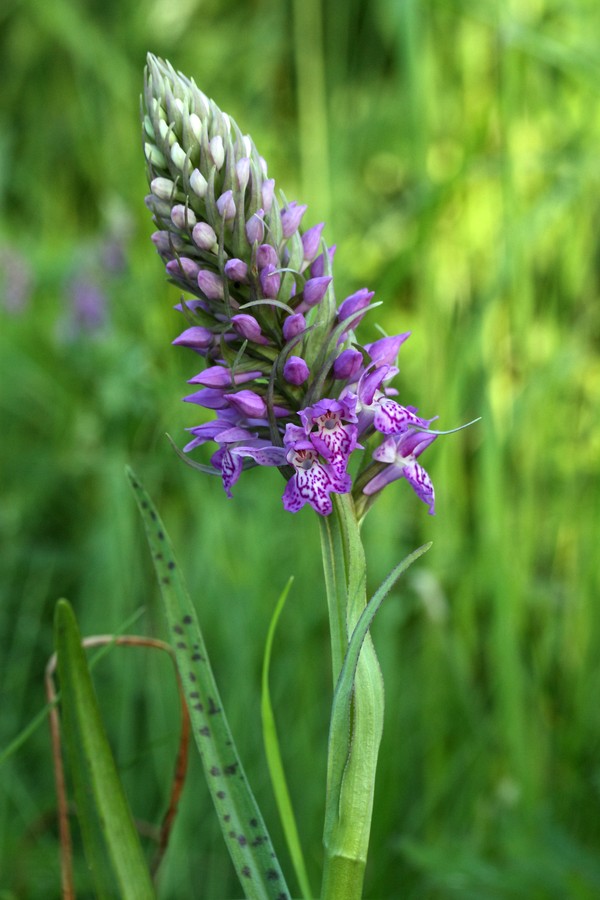 Image of Dactylorhiza baltica specimen.