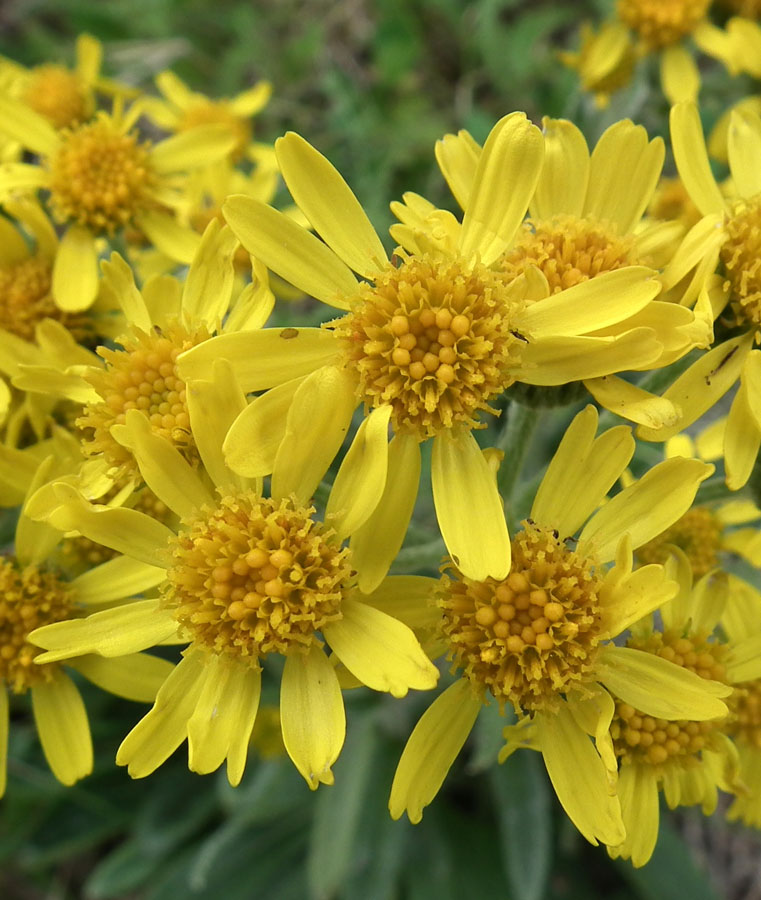 Изображение особи Tephroseris integrifolia.