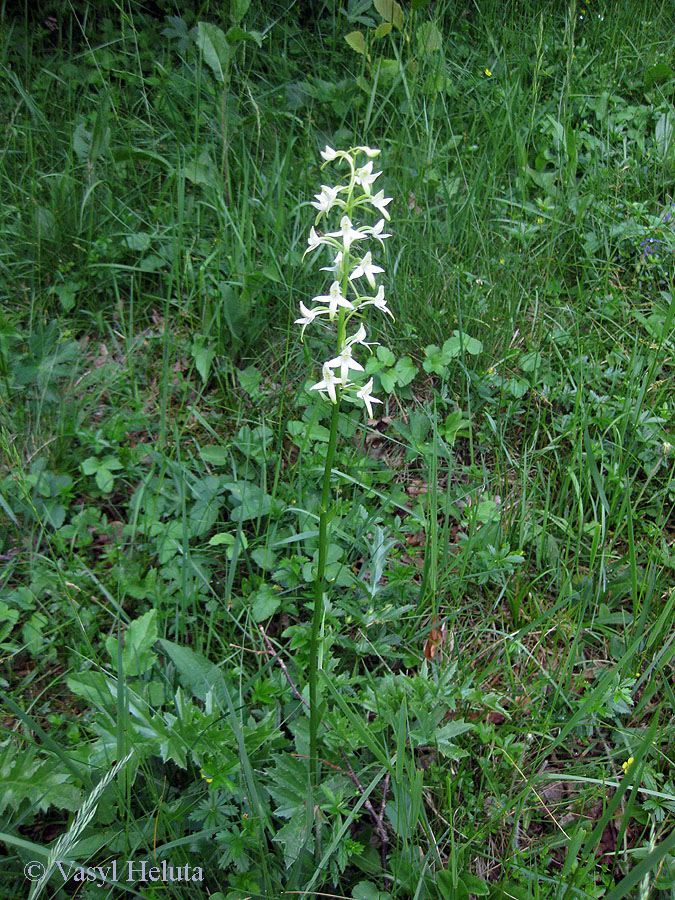 Image of Platanthera bifolia specimen.