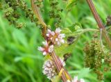 Cuscuta europaea