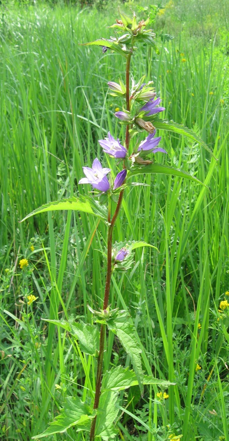 Изображение особи Campanula trachelium.