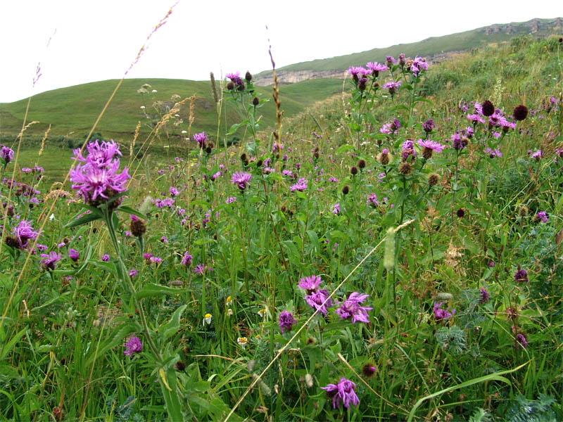 Image of Centaurea alutacea specimen.