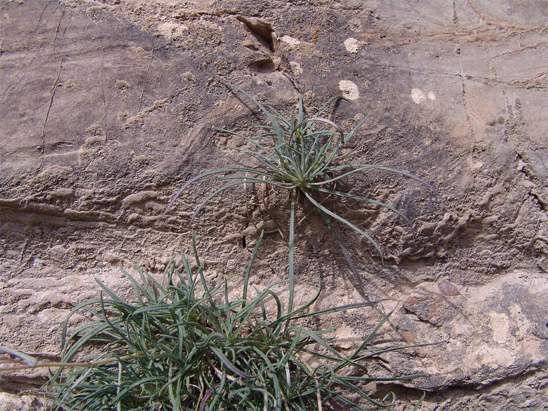 Image of Campanula hypopolia specimen.