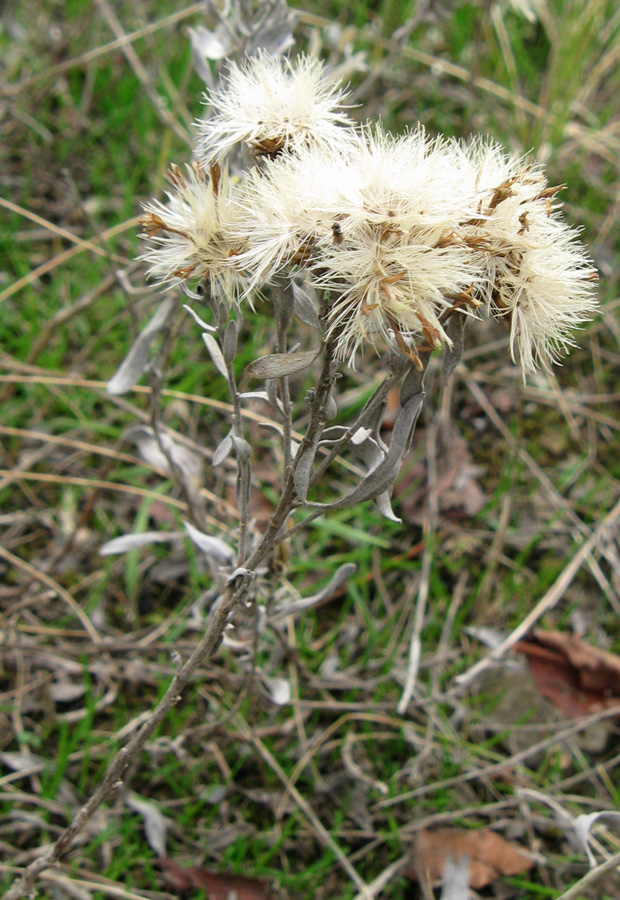 Image of Galatella villosa specimen.