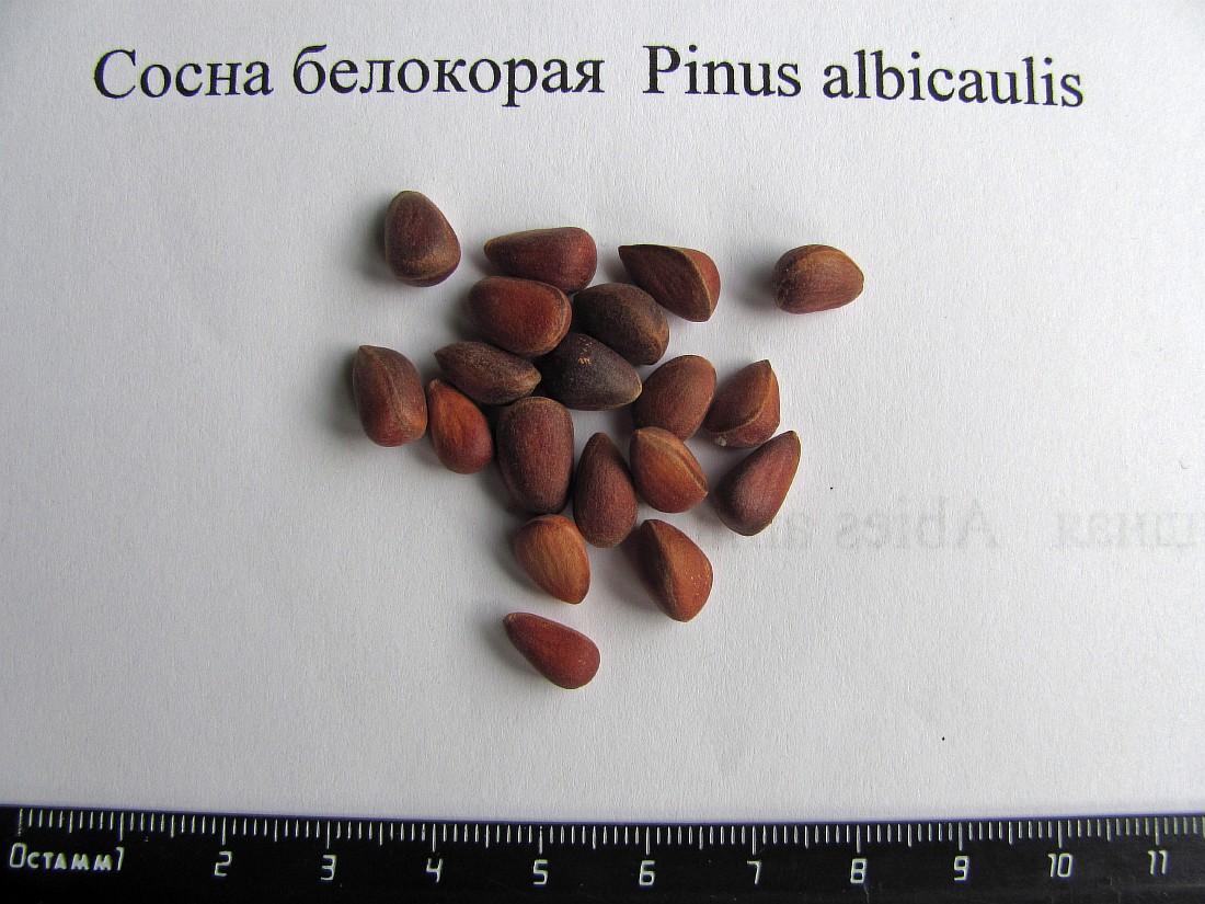 Image of Pinus albicaulis specimen.