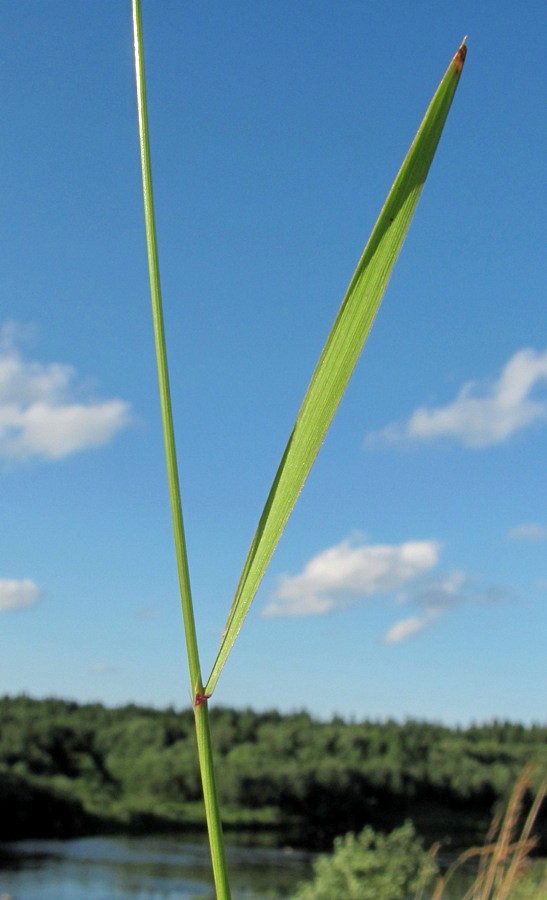 Image of genus Agrostis specimen.