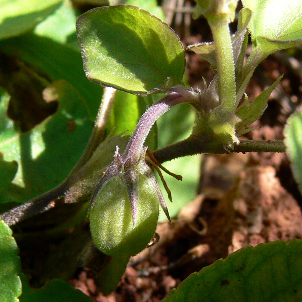 Image of Viola rupestris specimen.