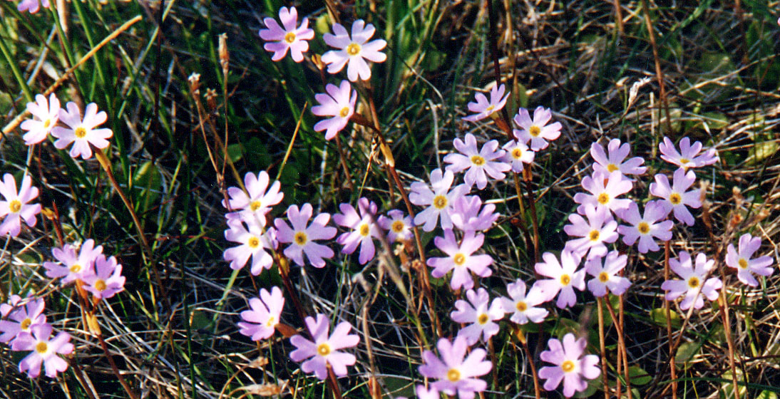 Image of Primula finmarchica specimen.