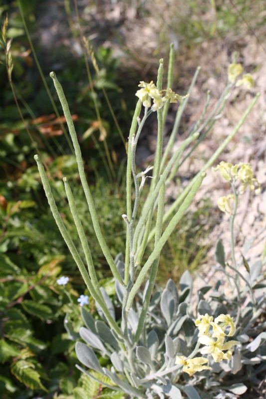 Изображение особи Matthiola odoratissima.