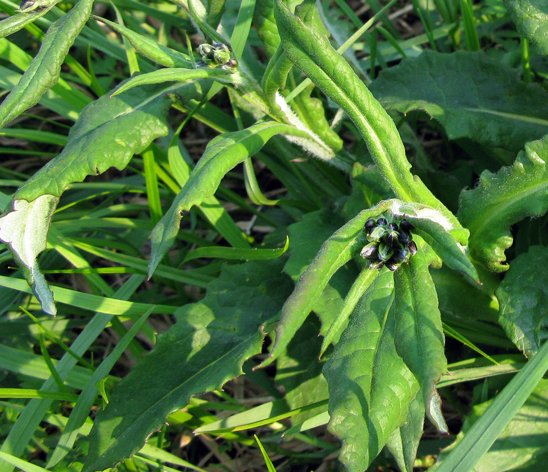 Image of Saussurea amurensis specimen.