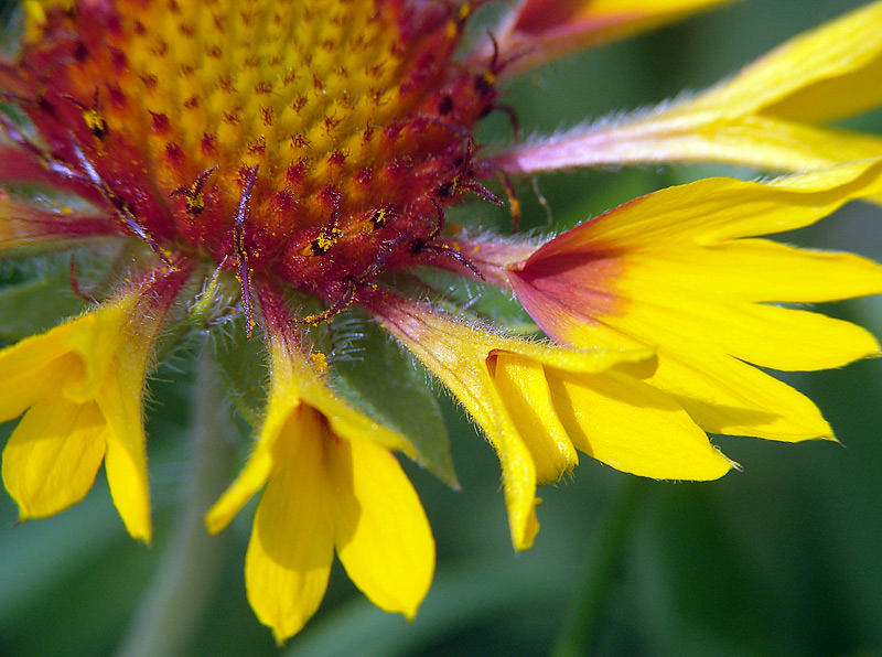 Image of Gaillardia &times; grandiflora specimen.