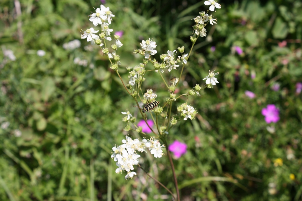 Image of Filipendula vulgaris specimen.