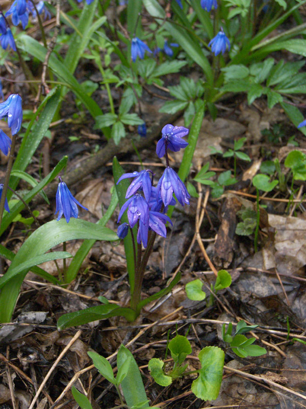 Изображение особи Scilla siberica.