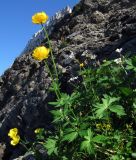 Trollius europaeus