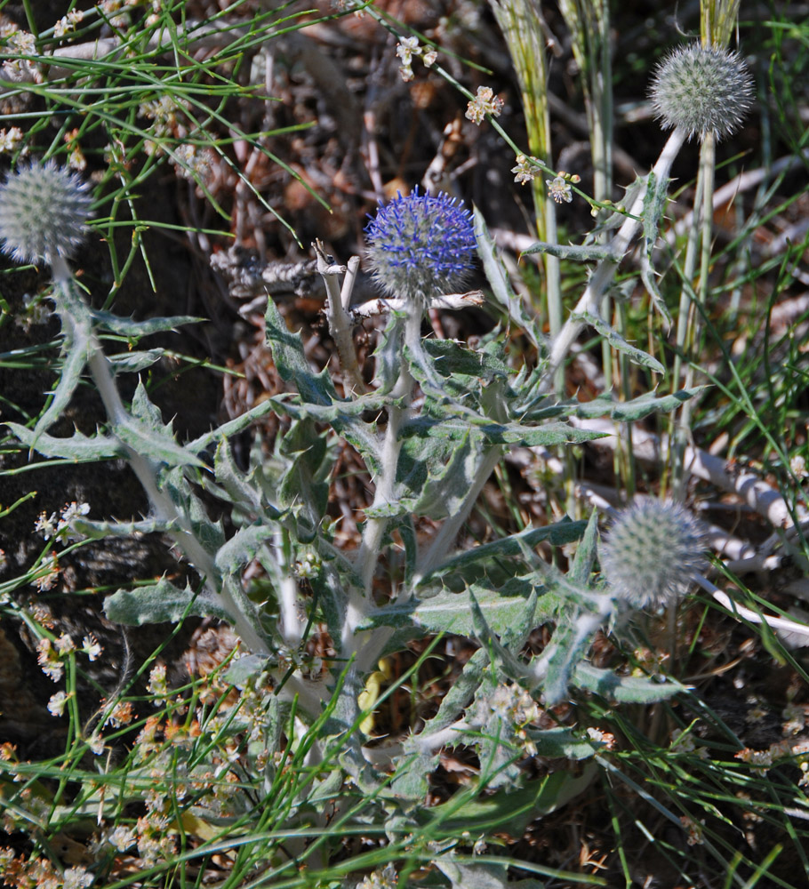 Изображение особи Echinops nanus.