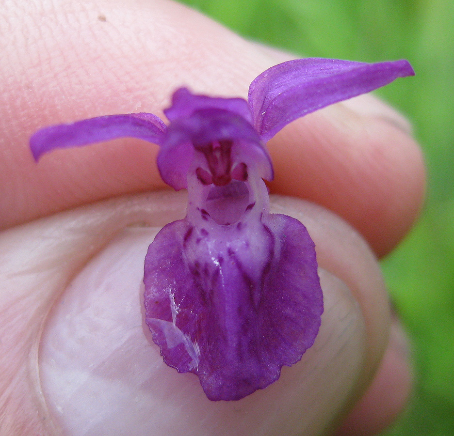 Image of Dactylorhiza majalis specimen.