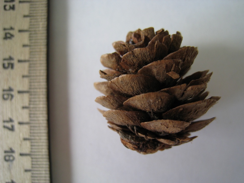 Image of Larix sibirica specimen.