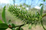 Salix myrsinifolia. Женское соцветие. Окр. Архангельска, вблизи реки. 20.05.2012.