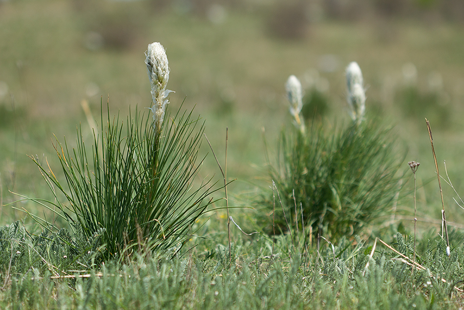 Image of Asphodeline taurica specimen.