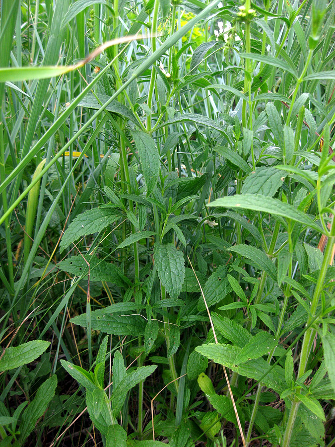 Изображение особи Stachys recta.