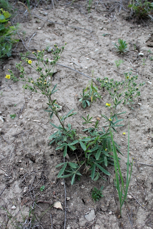 Image of Potentilla recta specimen.