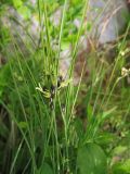 Juncus trifidus