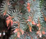 Picea form glauca