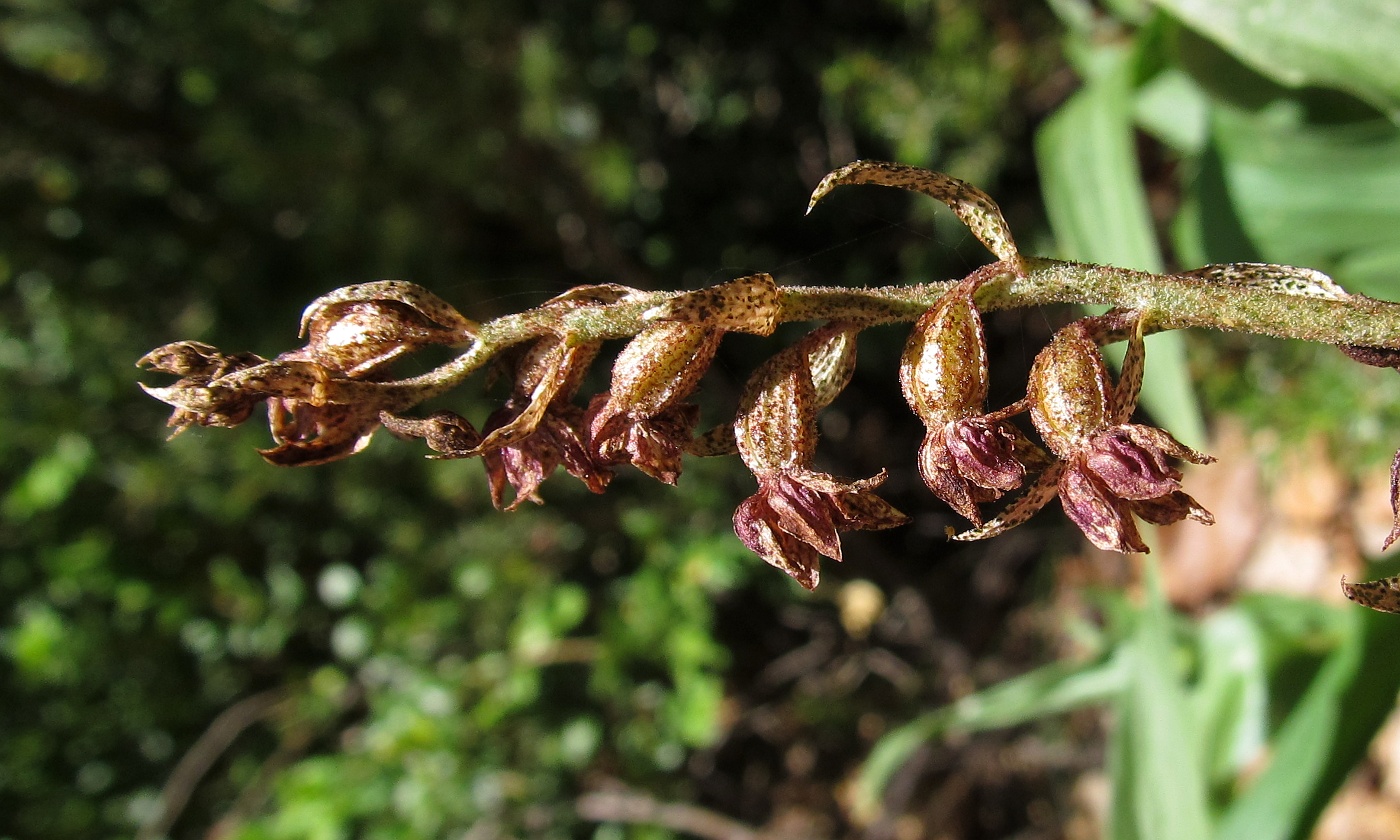 Image of Epipactis atrorubens specimen.