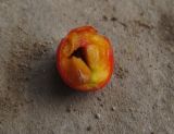 Смотреть изображение Cotoneaster pyrenaicus