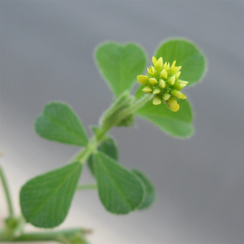 Image of Medicago lupulina specimen.