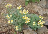 Linaria japonica. Цветущее растение. Приморье, окр. пос. Терней, Малая бухта. 03.08.2012.