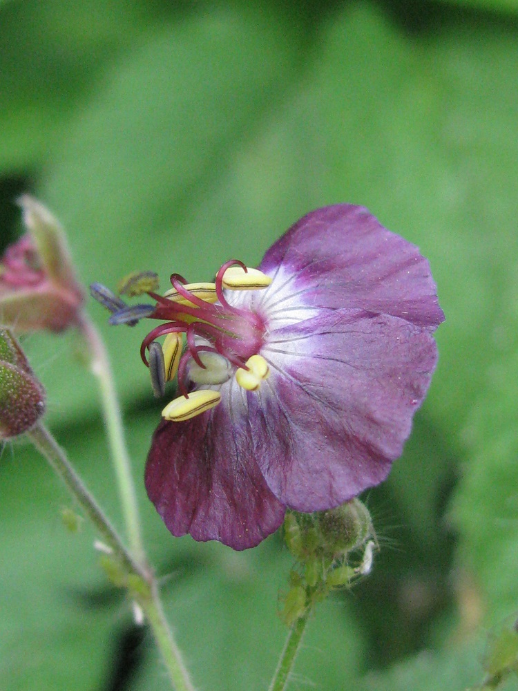 Image of Geranium phaeum specimen.