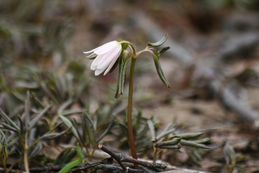 Image of genus Anemone specimen.