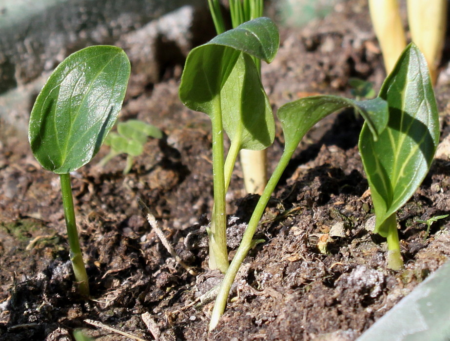 Image of genus Arum specimen.