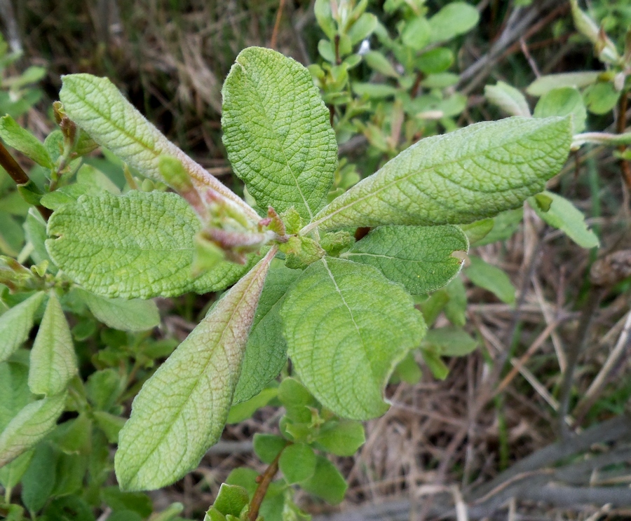 Image of Salix aurita specimen.