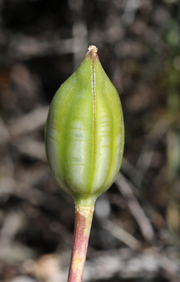 Image of Tulipa ivasczenkoae specimen.