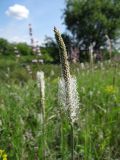 Смотреть изображение Plantago urvillei