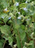 Borago pygmaea. Побеги с соцветиями. Германия, г. Krefeld, Ботанический сад. 10.06.2013.