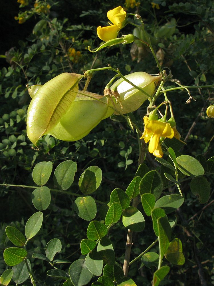 Image of Colutea cilicica specimen.