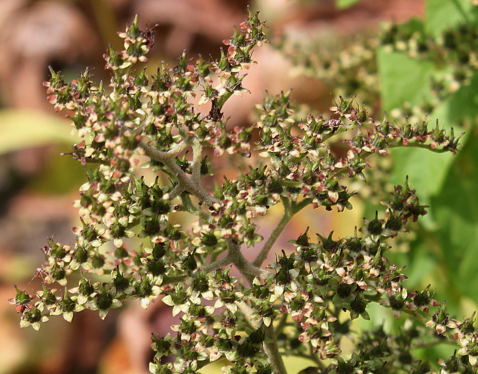 Image of Rodgersia podophylla specimen.