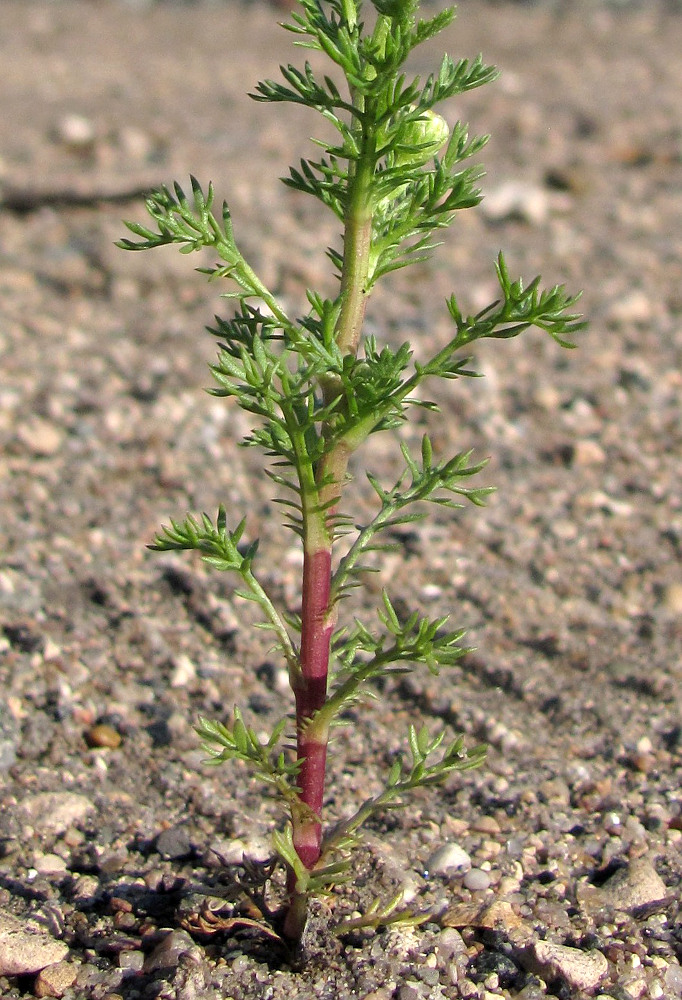 Image of Matricaria discoidea specimen.