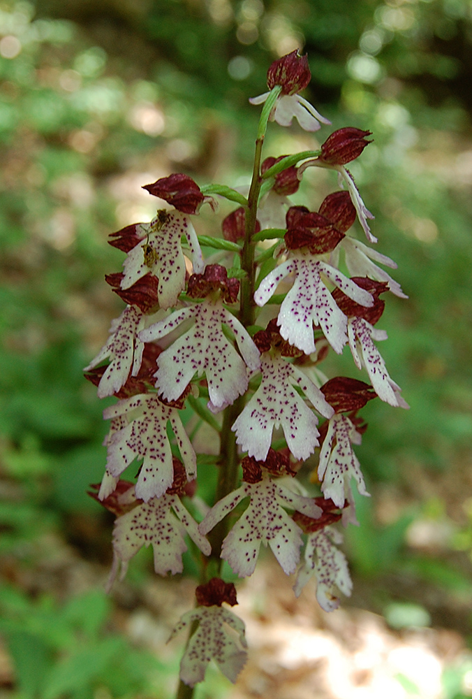 Изображение особи Orchis purpurea.