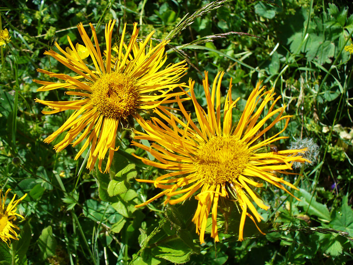 Image of Inula orientalis specimen.