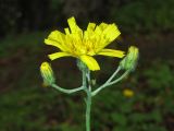 Hieracium gentile. Общее соцветие. Украина, окр. Львова, Винниковский лес. 28 мая 2009 г.