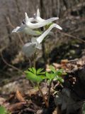 Corydalis caucasica. Цветущее растение. Краснодарский край, Новороссийский р-н, гора Рябкова. 23.03.2014.