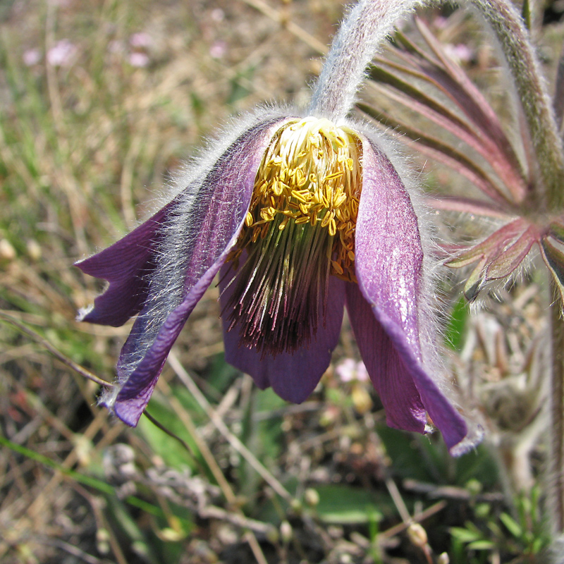 Image of Pulsatilla ucrainica specimen.