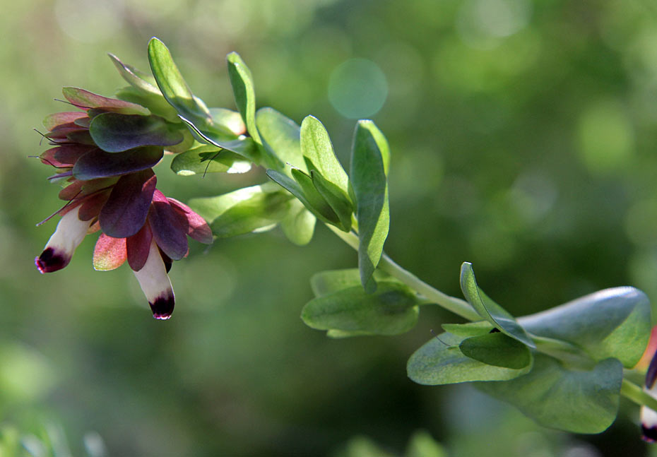 Image of Cerinthe retorta specimen.