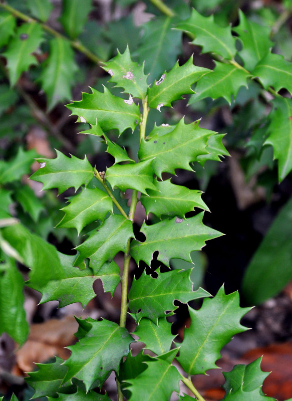 Image of Ilex colchica specimen.