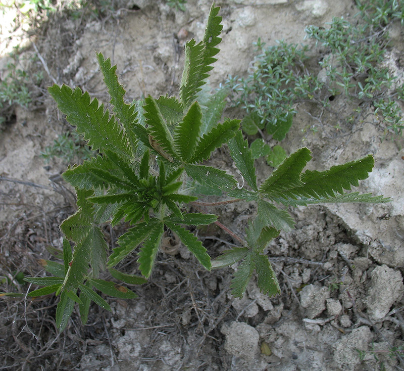 Изображение особи Potentilla recta.